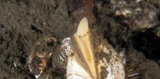 Двустворчатые моллюски (характеристика, строение, процессы жизнедеятельности, размножение и развитие) Как называются большие скопления двустворчатых моллюсков