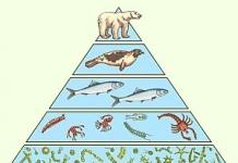 Экологические пирамиды: численности, биомассы, энергии