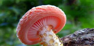 Низшие и высшие грибы. Грибы. Общая характеристика грибов. Разнообразие грибов. Распространение среды обитания Органические грибы