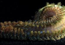 Тип кольчатые черви Кольчатые черви: особенности размножения и развития