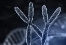 Хромосомные аномалии в гематологии - классификация Сколько хромосом у различных животных